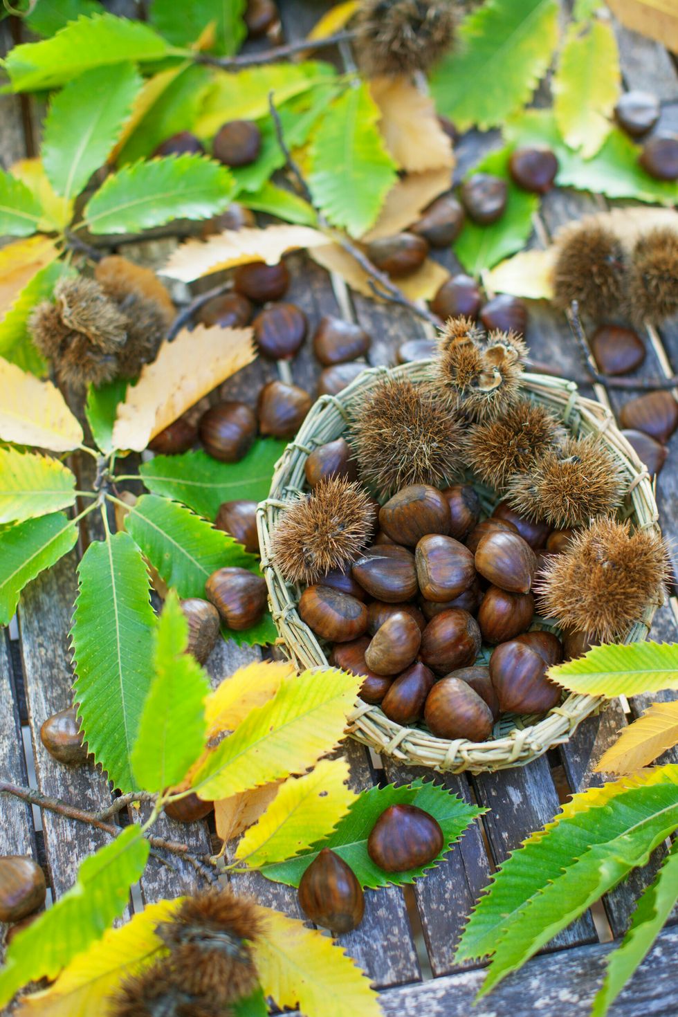 Chestnut