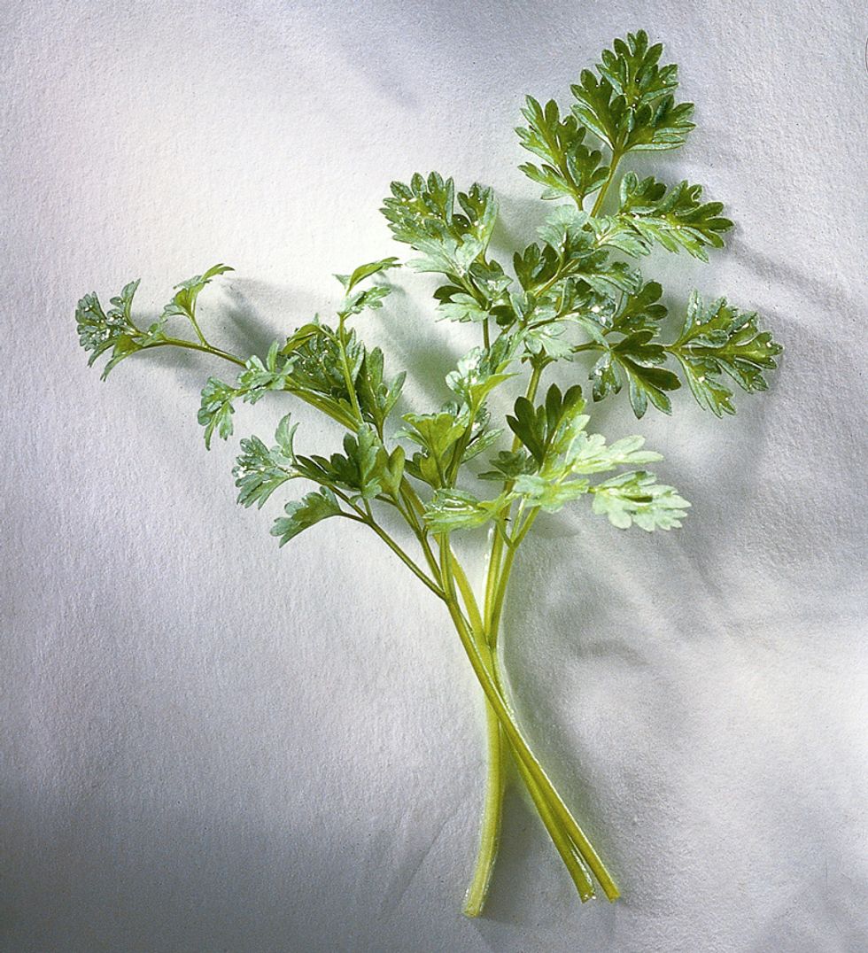 Chervil