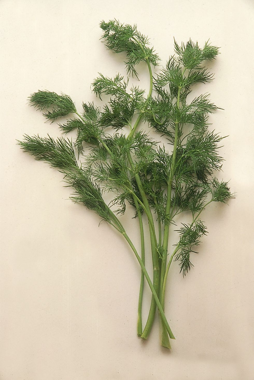 Wild fennel
