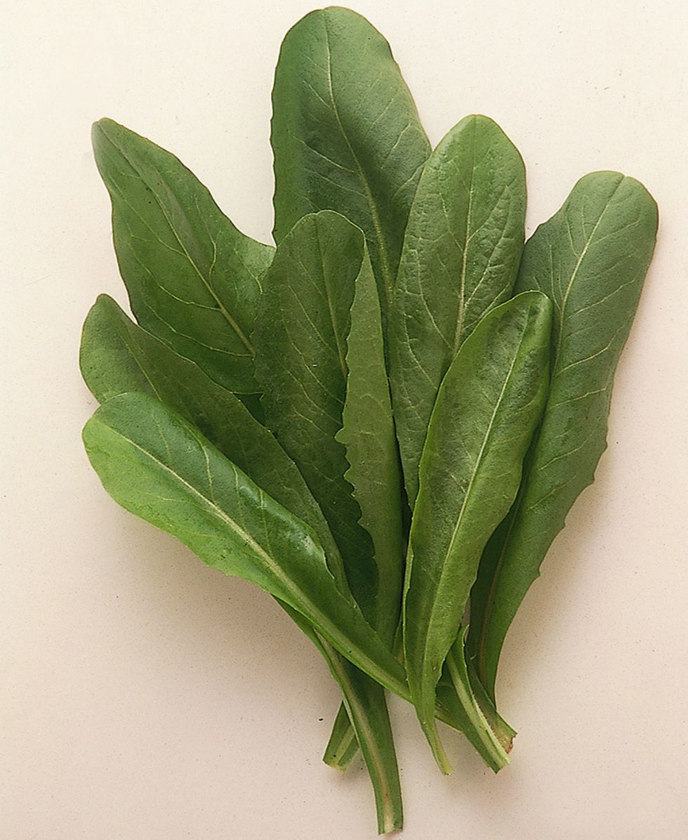 Cutting chicory