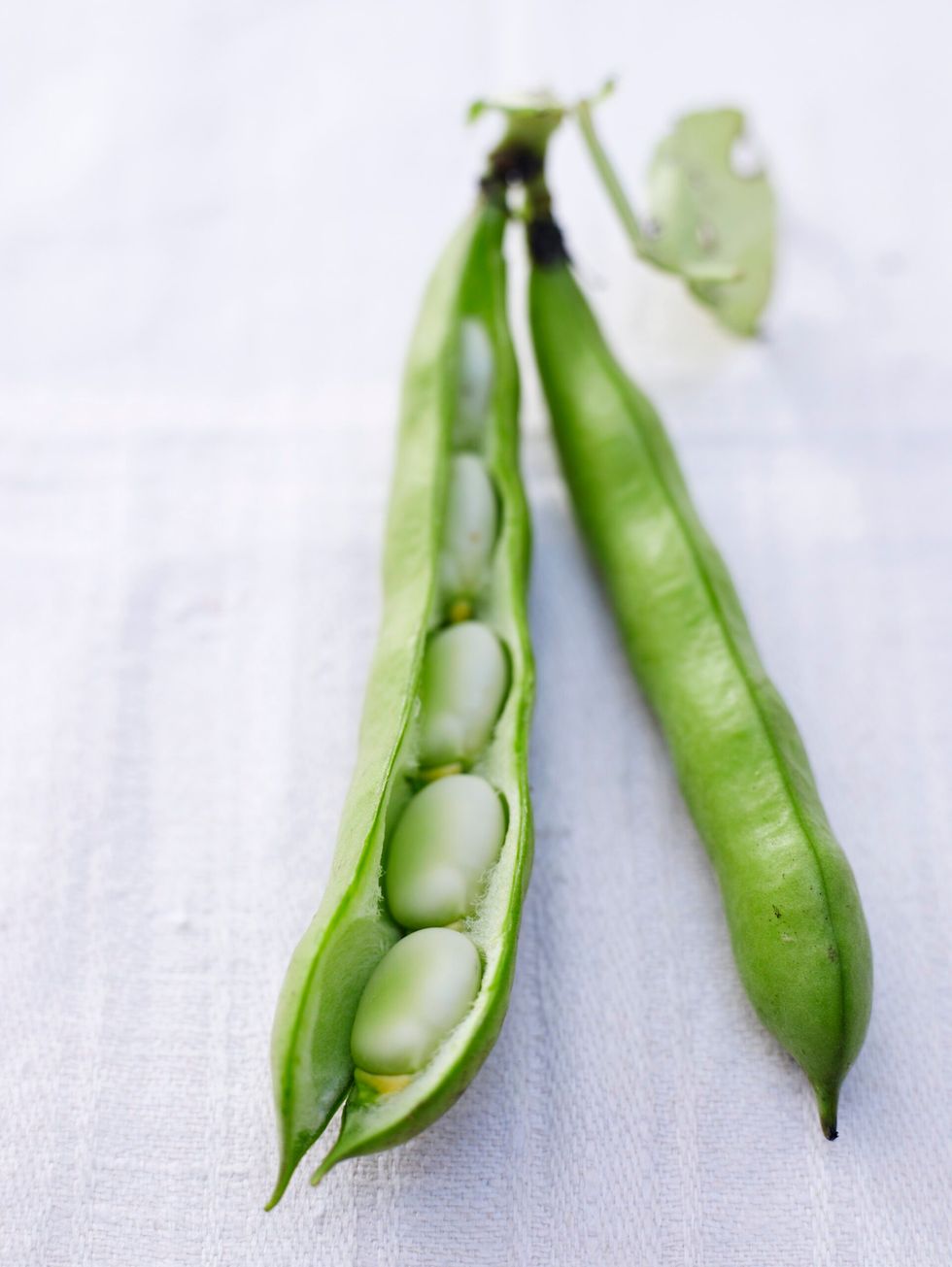 Broad bean