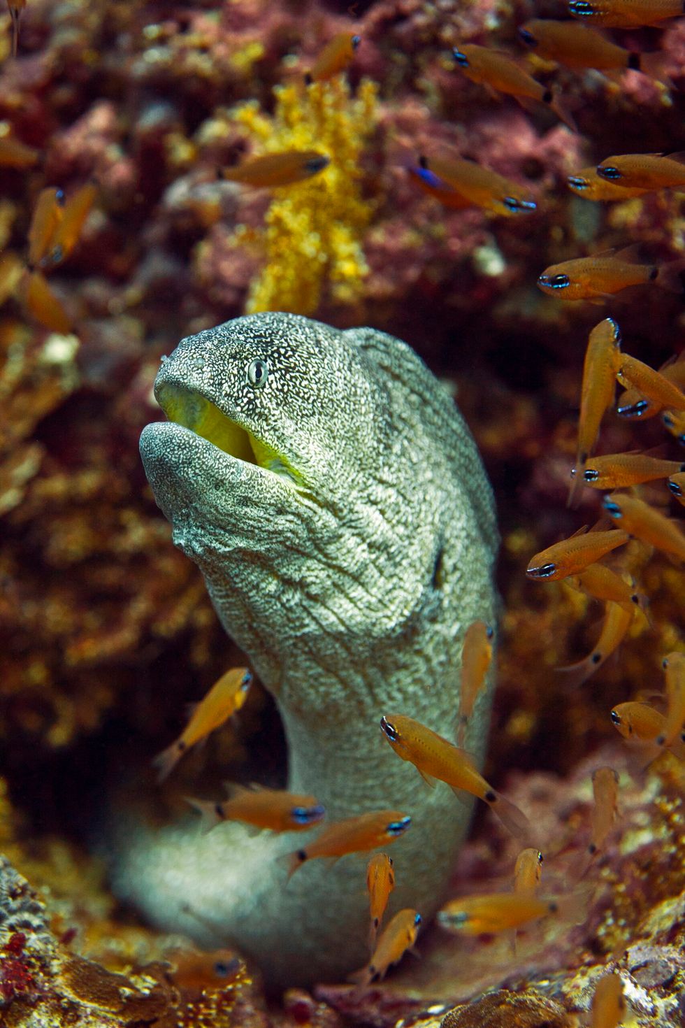 Moray