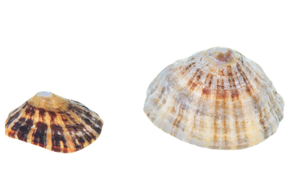 Patella