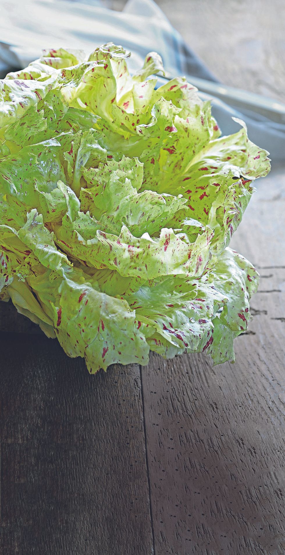 Variegated radicchio