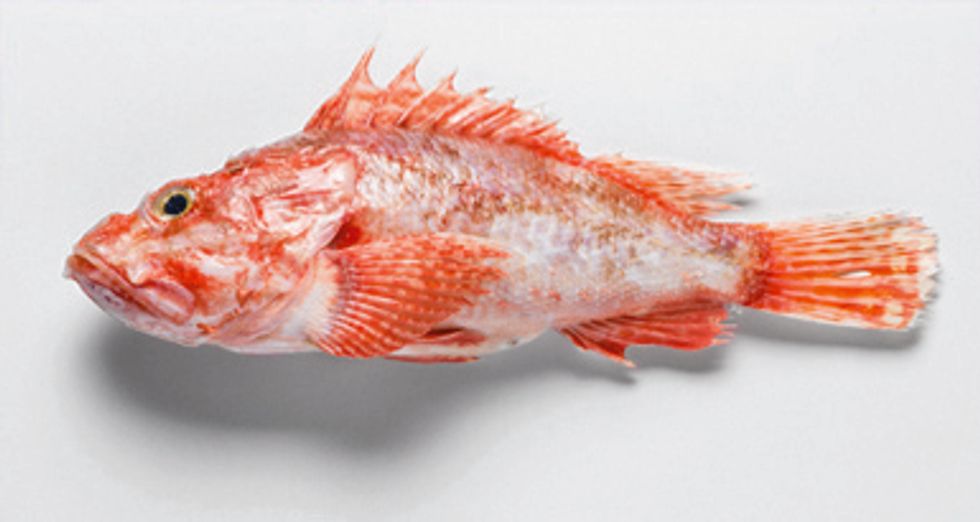Redfish
