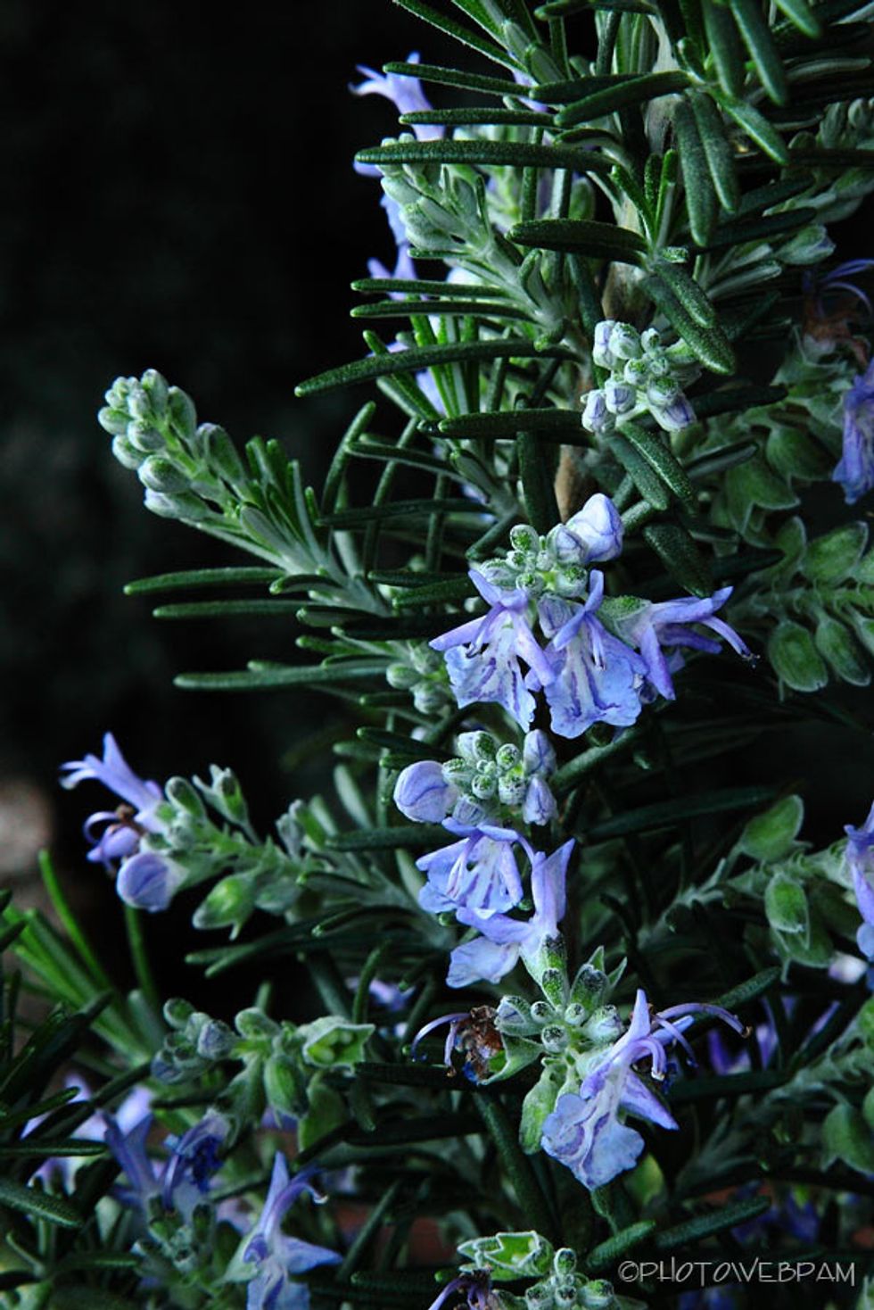 Rosemary makes hair beautiful and is good for health