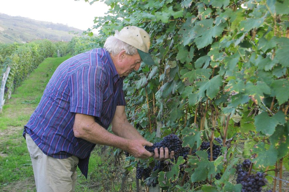 Wine and migraines it could be histamines Sale&Pepe