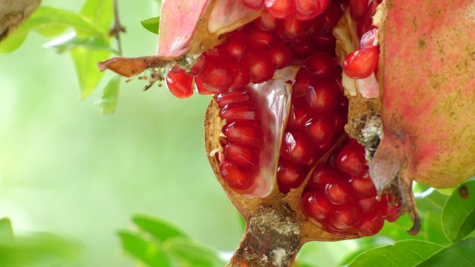 The properties of the pomegranate