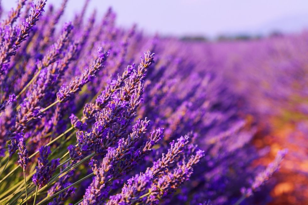 Lavender: an elixir of wellbeing