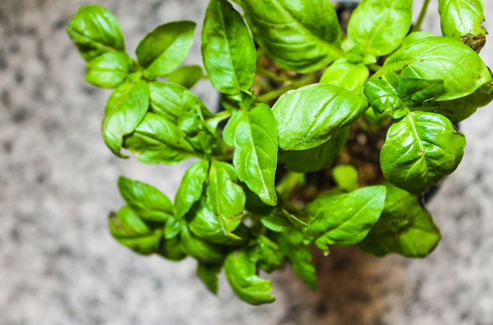 Basil: goodness and health in a single plant