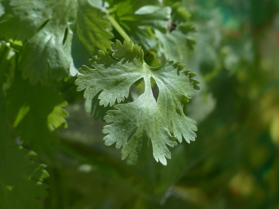 Coriander: rich in properties