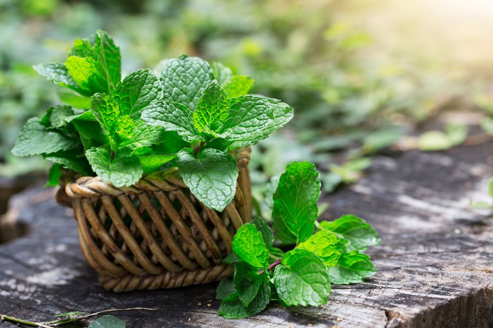 Mint: healthy and fresh in the kitchen