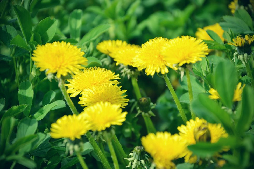 Dandelion: 5 beneficial properties