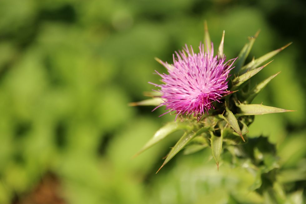 Properties of thistles