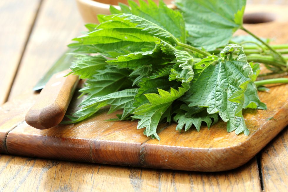 Long live the nettle, concentrate of health!