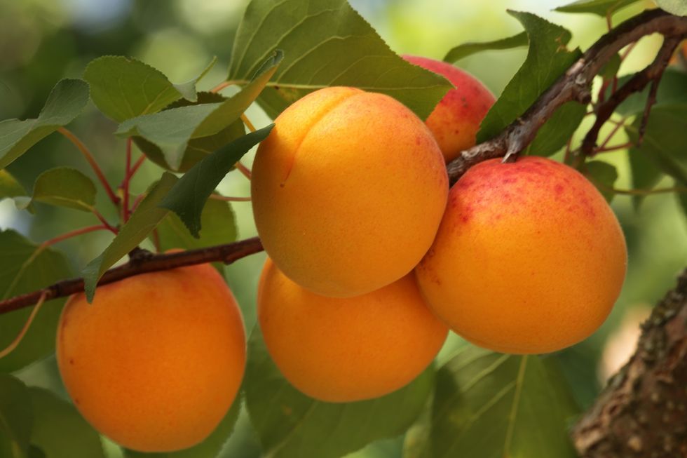 Apricot life, the orange of summer