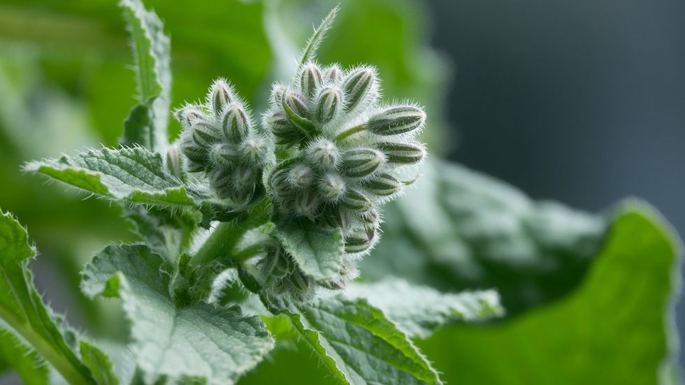 Borage: 5 reasons why it is good and how to cook it