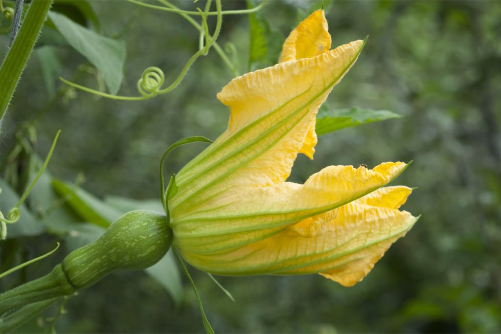 Zucchini flowers: delicious and rich in precious properties