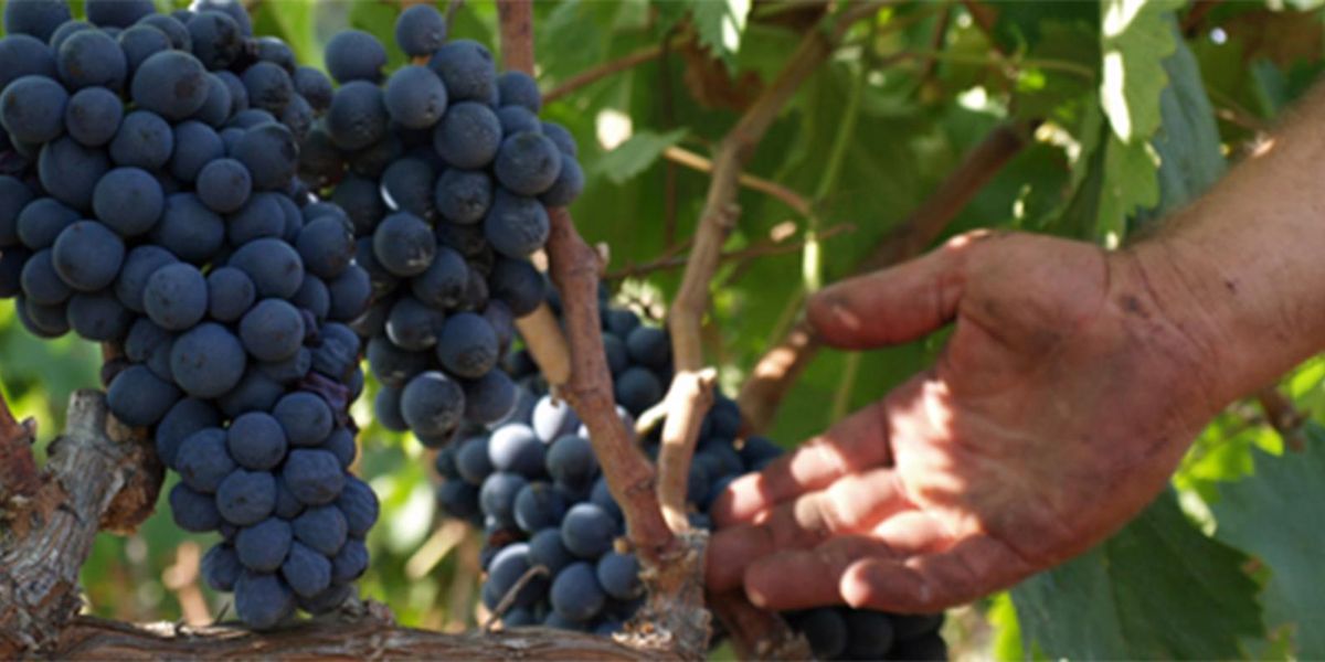 Negroamaro, the apulian wine