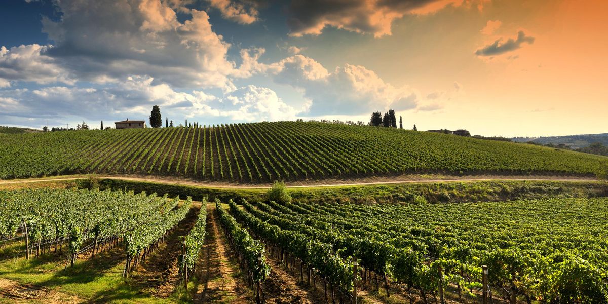 Sale&Pepe Wine Region Introduction: Tuscany