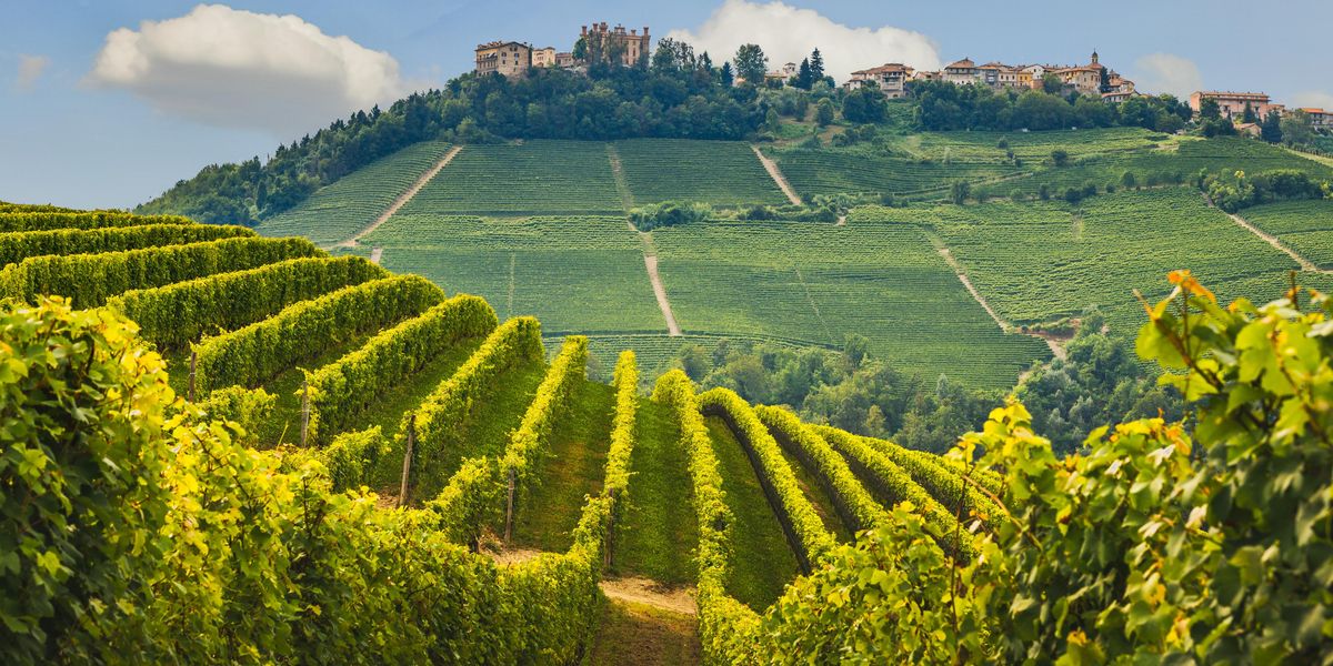 Sale&Pepe Wine Region Introduction: Piedmont